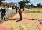 Babinsa Desa Pangiang Bersama Poktani Perjuangan Jemur Padi Hasil Panen