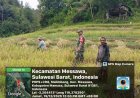 Panen Padi, Bentuk Dukungan Babinsa Kodim Mamasa Sukseskan Swasembada Pangan