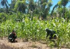 Komsos Dengan Petani Jagung, Babinsa Koramil 1401-03/Sendana Jadi Pelopor Ketahanan Pangan di Wilayah Binaan