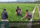Turun ke Sawah, Babinsa Terlibat Langsung Dalam Ketahanan Pangan di Desa Pangiang
