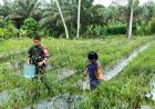 Babinsa Desa Pangiang Turun ke Kebun, Wujud Nyata Sinergi TNI dan Petani dalam Kegiatan Panen Cabai