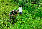Turun Langsung Ke Kebun Nilam, Babinsa Koramil 1401-04/Malunda Pelopor Ketahanan Pangan di Wilayah Binaan