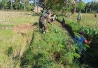 Babinsa Campalagian dan Warga Bersihkan Drainase Terhubung Irigasi Sawah di Desa Lapeo