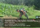 “Babinsa Koramil 1418-03/Kalukku Laksanakan Pemeliharaan Ketahanan Pangan di Lahan Korem 142/Tatag”