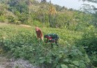 Kedepankan Ketahanan Pangan Wilayah, Babinsa Koramil 1401-02/Pamboang Hadir sebagai Pelopor di Tengah Petani