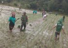 Wujudkan TNI Manunggal, Babinsa kodim Mamasa bersama Petani Tanam Padi