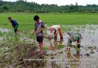 Aksi nyata TNI, Babinsa Pasangkayu dan Poktan Sirannuang Gotong Royong Tanam Padi