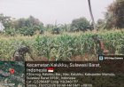 "Optimalisasi Lahan Ketahanan Pangan, Babinsa 1418-03/Kalukku Lakukan Pemeliharaan Rutin”